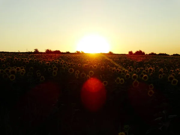 Field Sunflowers Bathed Sunlight — Stock Photo, Image