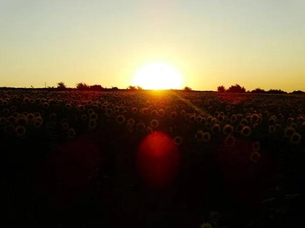 Field Sunflowers Bathed Sunlight — Stock Photo, Image
