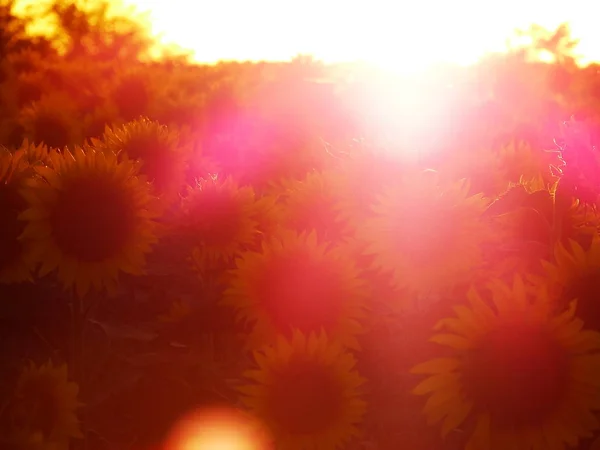 Fält Solrosor Som Badar Solljus — Stockfoto