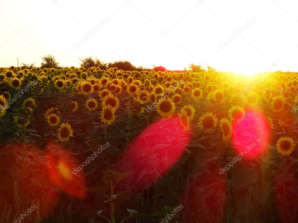 Field of Sunflowers Bathed in Sunlight