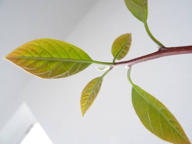 Yeşil yaprakları ile avokado bitki