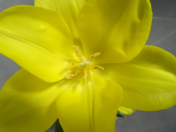 Vista Tulipa Amarela Cima — Fotografia de Stock