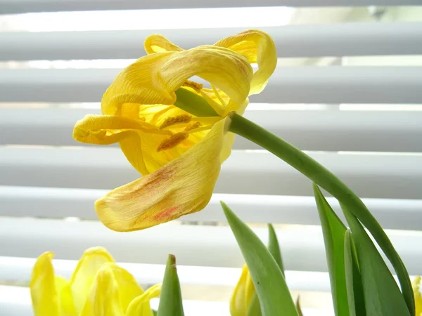 Сухие Желтые Тюльпаны Фоне Белых Окон — стоковое фото