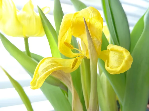 Suche Żółte Tulipany Tle Białej Rolety — Zdjęcie stockowe