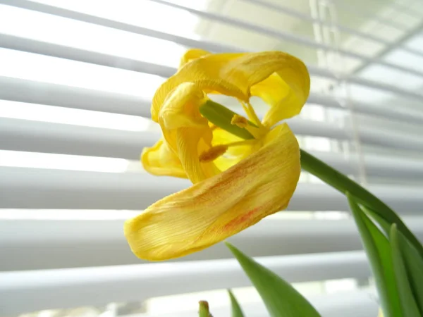 Tulipán Amarillo Seco Fondo Persianas Ventana Blanca —  Fotos de Stock