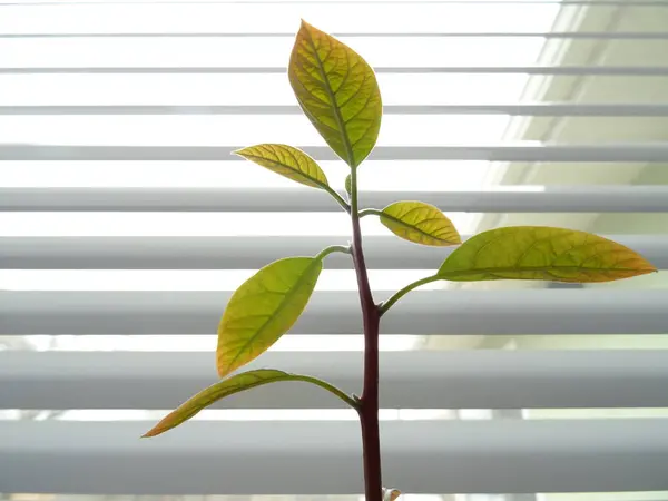 Planta Abacate Com Folhas Verdes Fundo Janela Blin — Fotografia de Stock