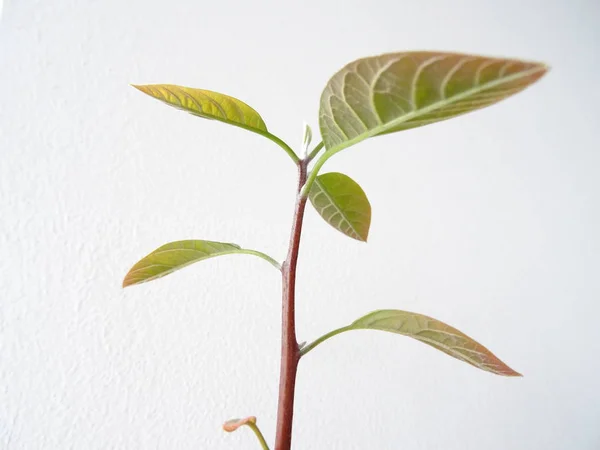 Planta Abacate Com Folhas Verdes — Fotografia de Stock