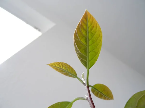 Planta Abacate Com Folhas Verdes — Fotografia de Stock