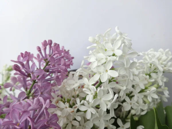 白色和紫罗兰丁香绽放 — 图库照片