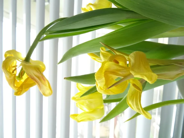 Dry Yellow Tulips on the Background of White Window Blinds — Stock Image Dry Yellow Tulips Background White Window Blinds Stock Picture