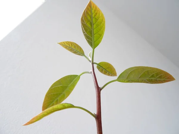 Avocado Plant Green Leaves Stock Picture