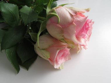 Bouquete üç narin pembe Gül