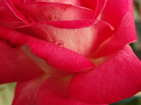 Rosa Rosenblätter Der Nähe — Stockfoto