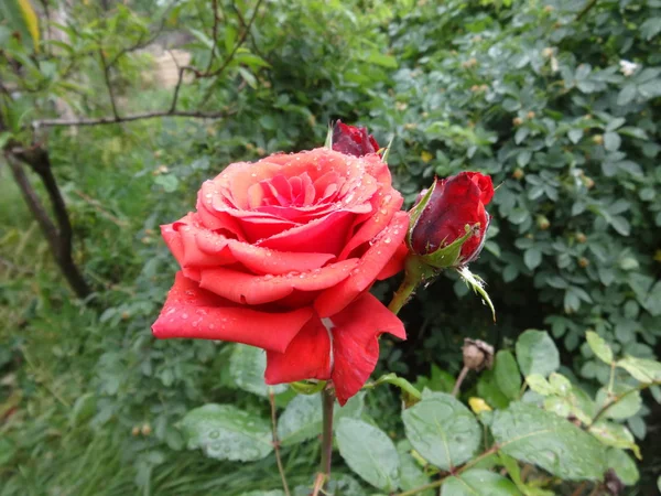 Rosa Vermelha Fundo Das Folhas Verdes — Fotografia de Stock