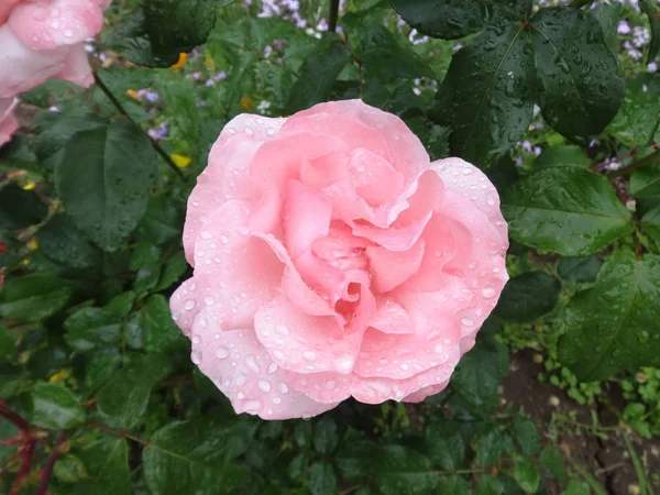 Rosa Ros Bakgrunden Gröna Blad — Stockfoto