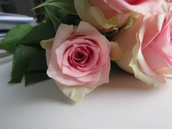 Bouquete Három Finom Rózsaszín Rózsa — Stock Fotó