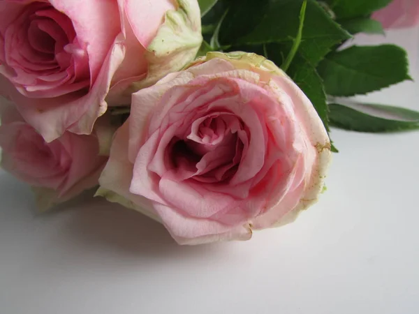 Bouquete Van Drie Delicate Roze Rozen — Stockfoto