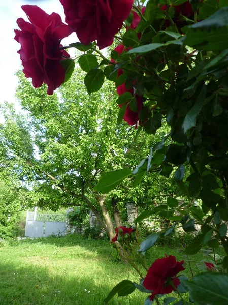 Bush Rosas Rojas Jardín Verde — Foto de Stock