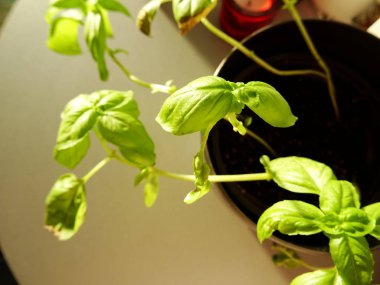 Pembe Saksıda Fesleğen Bitkisi 