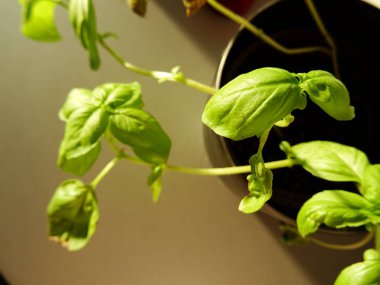 Pembe Saksıda Fesleğen Bitkisi 