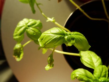 Pembe Saksıda Fesleğen Bitkisi 