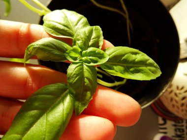 Fesleğen bitki elinde