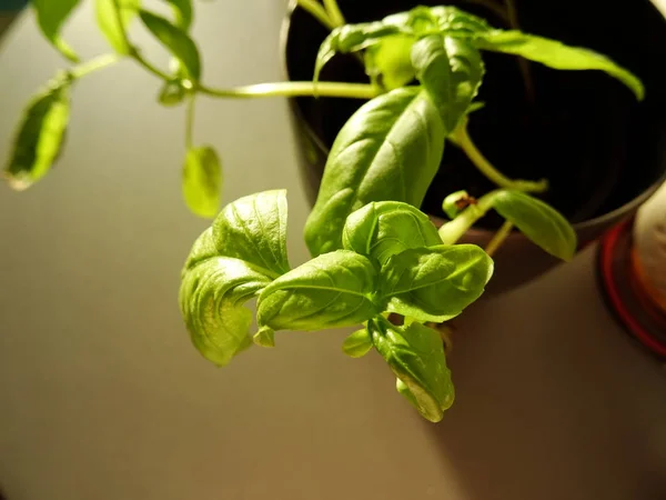 Planta Albahaca Una Maceta Rosa — Foto de Stock