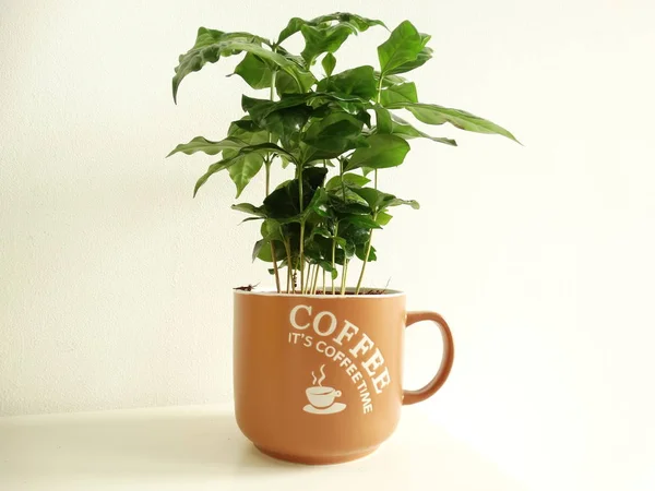 Cafe Plant in a Coffee Mug Flower Pot with inscription It\'s Coff