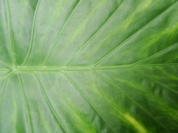 Cerrar Vista Una Hoja Flor Verde — Foto de Stock