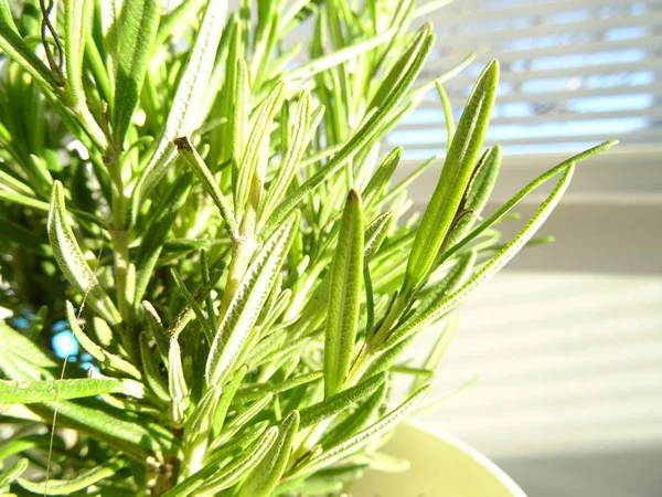 Fresh Green Rosemary Plant — Stock Photo, Image