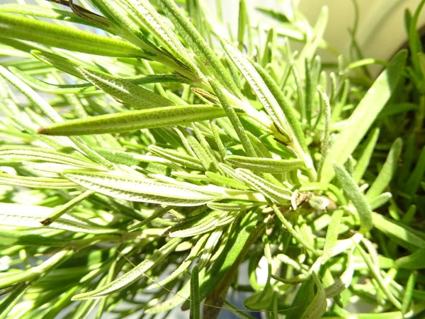 Frische Grüne Rosmarinpflanze — Stockfoto