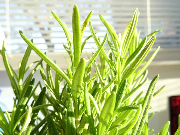 Fresh Green Rosemary Plant — Stock Photo, Image