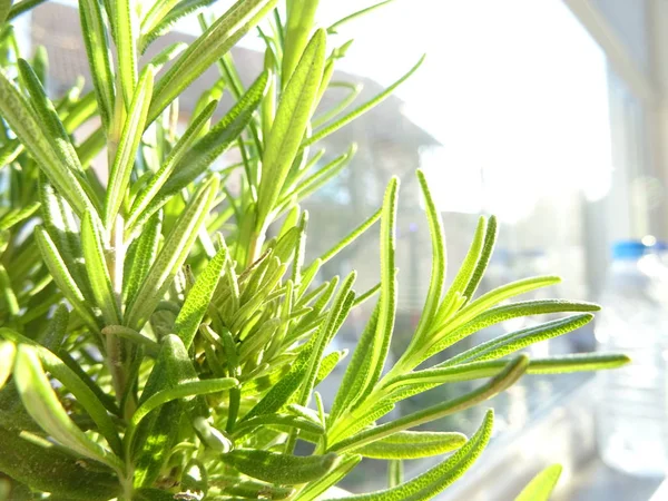 Fresh Green Rosemary Plant — Stock Photo, Image