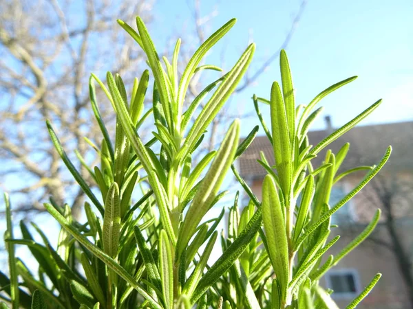 Fresh Green Rosemary Plant — Stock Photo, Image