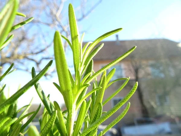 Fresh Green Rosemary Plant — Stock Photo, Image