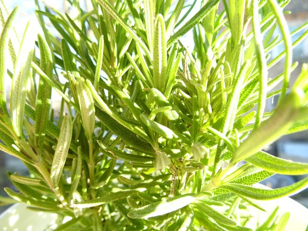 Fresh Green Rosemary Plant — Stock Photo, Image