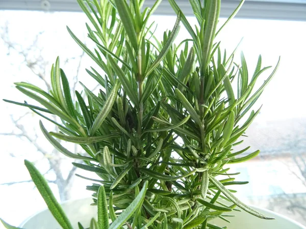 Fresh Green Rosemary Plant — Stock Photo, Image