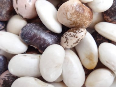 Renkli ham fasulye grubu