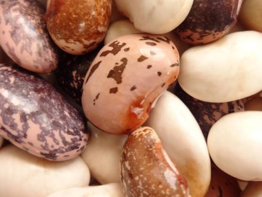 Renkli ham fasulye grubu