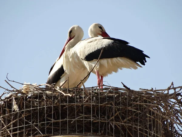 Störche Nest Vor Blauem Himmel — Stockfoto