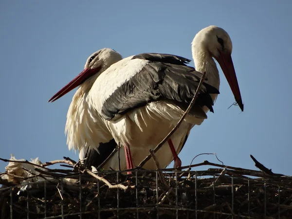 Störche Nest Vor Blauem Himmel — Stockfoto