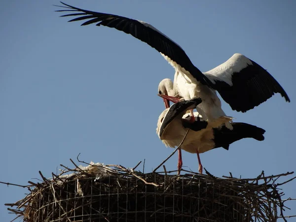 Störche Nest Vor Blauem Himmel — Stockfoto