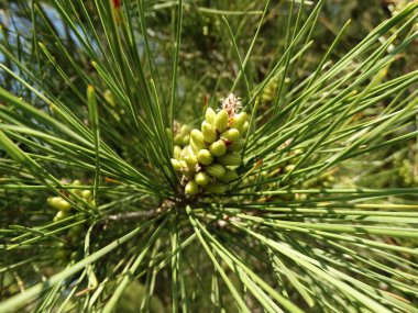 çam ağacının detay görünümü