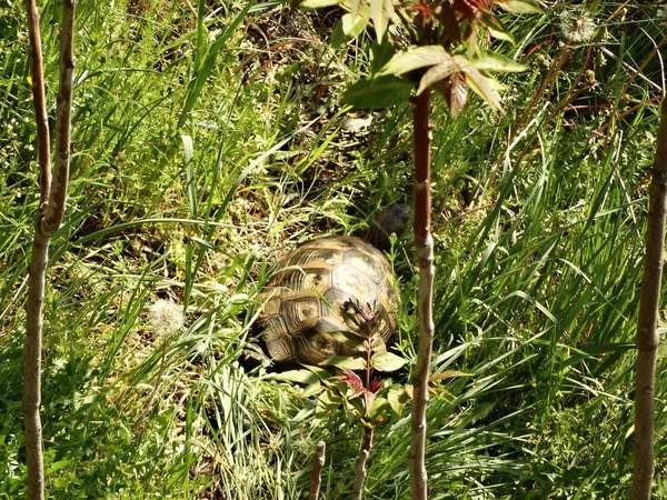 Vue Tortue Dans Herbe — Photo