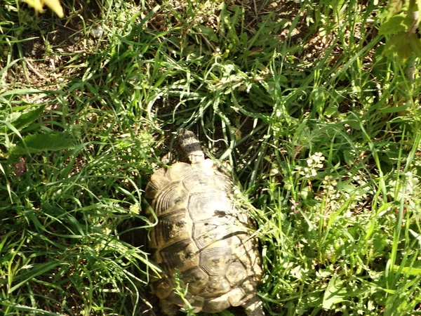 Vue Tortue Dans Herbe — Photo