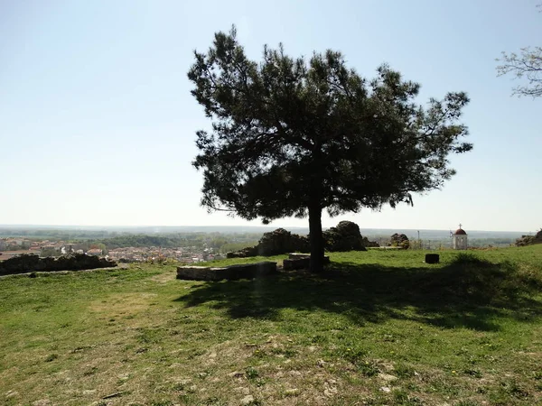 Vista Árvore Campo — Fotografia de Stock