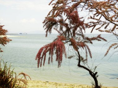 çiçekaçan ağaç görünümü