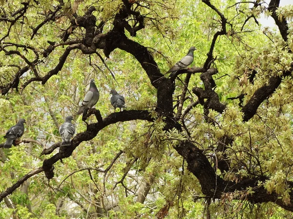 Blick Auf Baum Mit Vögeln — Stockfoto