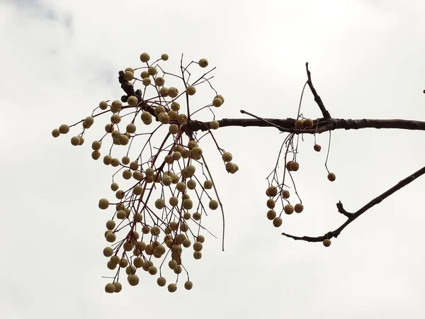 Vista Rama Con Frutos Bola — Foto de Stock