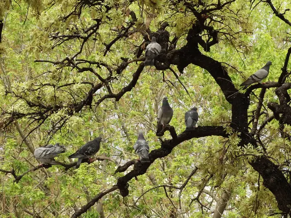 Grüner Baum Mit Vögeln — Stockfoto
